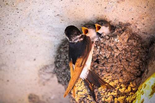 Птицы со своими птенцами (25 фото)
