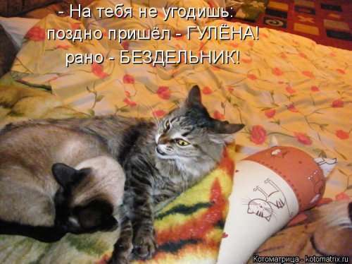 Свежая котоматрица на Бугаге (25 фото)