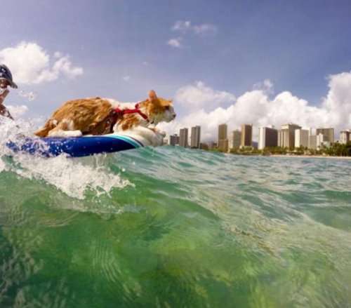 Одноглазый кот-сёрфингист рассекает гавайские волны (11 фото)