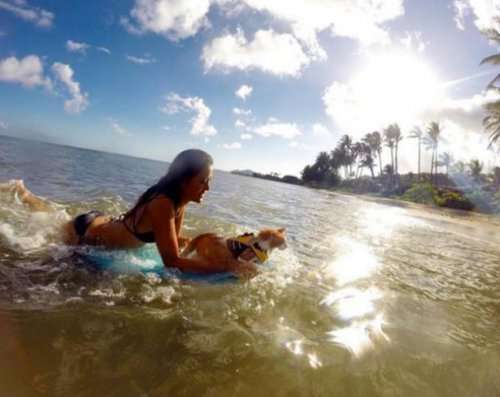 Одноглазый кот-сёрфингист рассекает гавайские волны (11 фото)