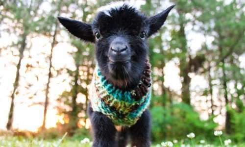 Ферма объявила о наборе добровольцев-нянек для новорождённых козлят (5 фото)