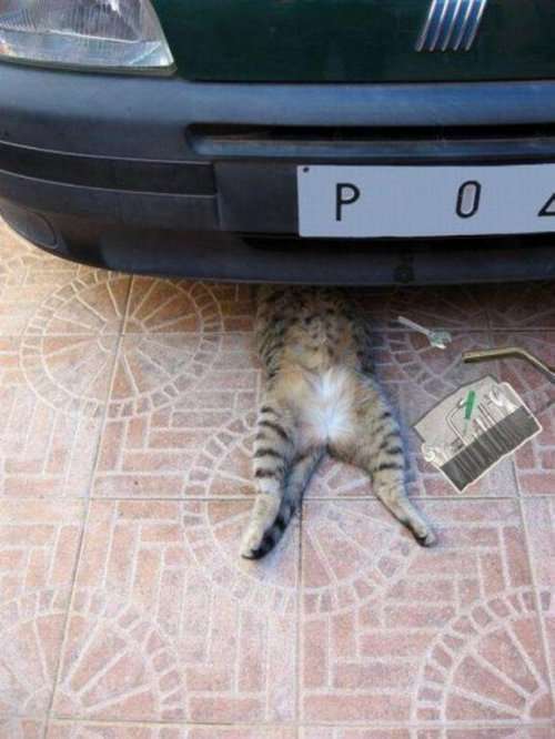 Котики и кошечки, которые вызовут у вас улыбку (29 фото)