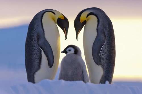 Нравятся ли вам пингвины так же, как нам? (19 фото)