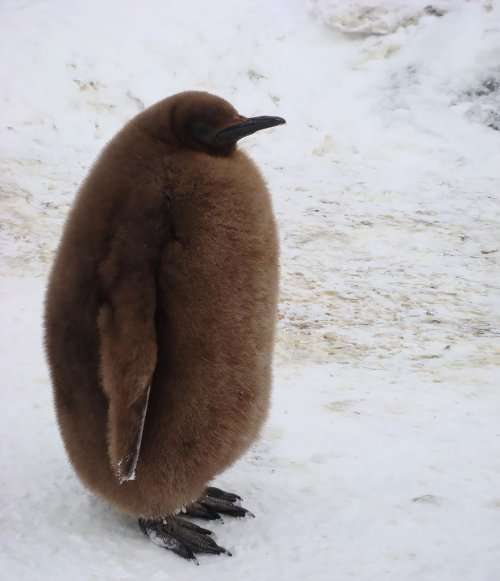 Нравятся ли вам пингвины так же, как нам? (19 фото)