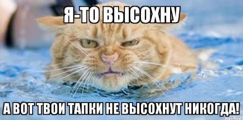 Мемы с животными, которые чем-то недовольны (12 шт)