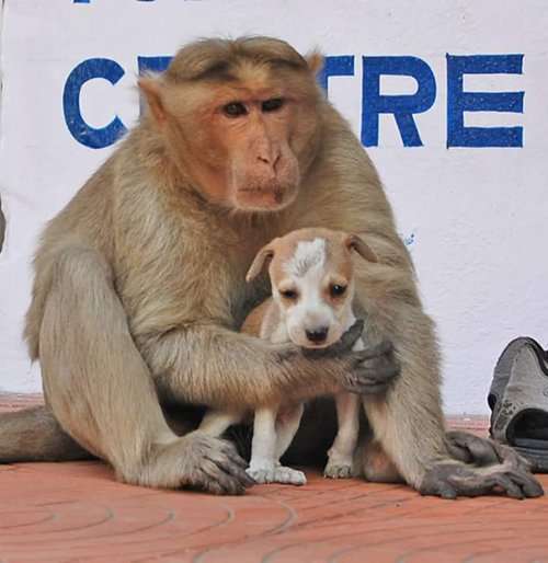 Обезьяна усыновила щенка и заботится о нём, как о собственном детёныше (9 фото)