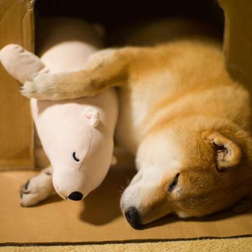 Сиба-ину по кличке Мару спит, подражая плюшевому медвежонку (11 фото)