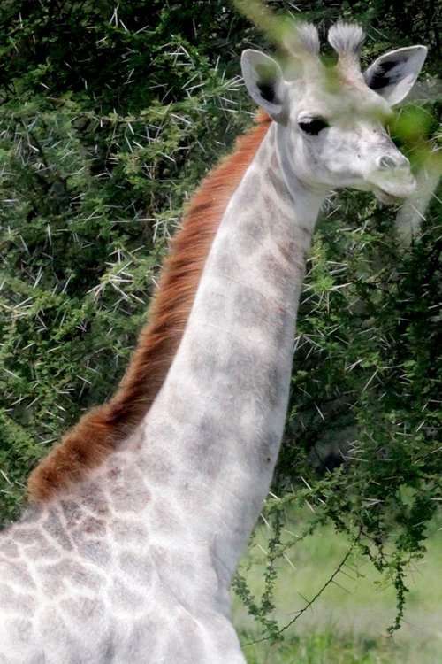 Редкий белый жираф в Национальном парке Тарангире (5 фото)