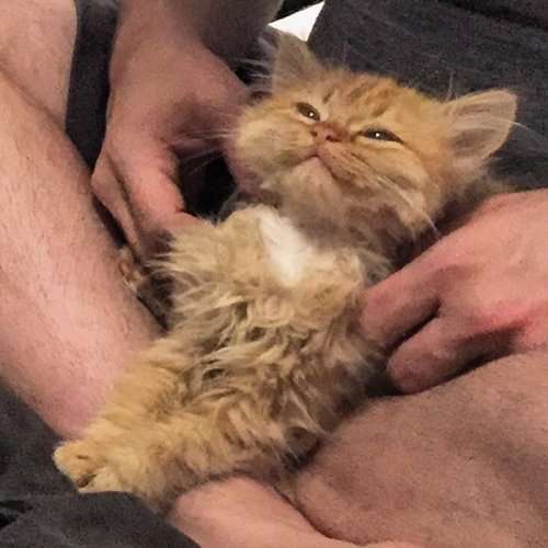 Кошка из приюта не перестаёт улыбаться с тех пор, как обрела новый дом (4 фото)