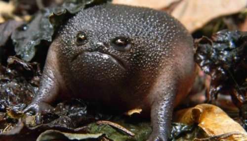 Недовольная чёрная дождевая лягушка (4 фото)