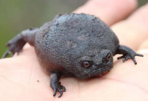 Недовольная чёрная дождевая лягушка (4 фото)