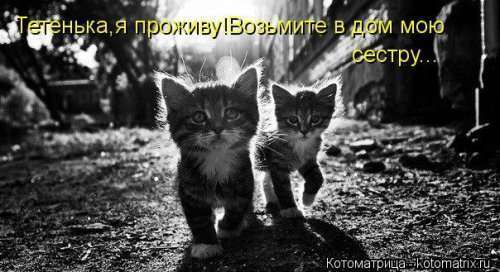 Новая котоматрица для настроения (38 фото)