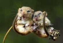 Любов в світі тварин (15 фото)