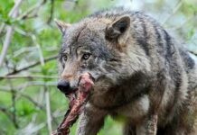 Найбільші вовки в світі