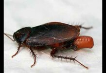 Найшвидші тварини