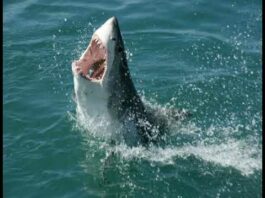 Найстрашніші монстри морських глибин: мегалодон і левіафан мелвілла