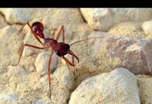 Найбільший мураха в світі