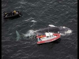 Найбільші кити в світі