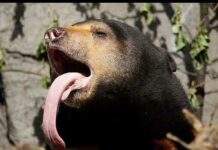 Найменший ведмідь у світі