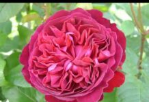 10 фактів про троянди, які змусять полюбити їх ще більше