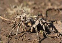 Найбільші павуки