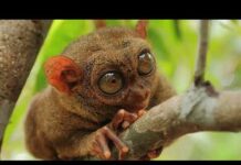 Найрідкісніші тварини світу