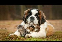 Найбільші собаки в світі