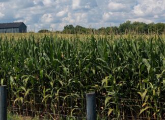 Відкриття білка в кукурудзі покращує довговічність і стійкість насіння