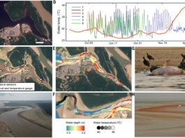 Озера Амазонки перетворюються на смертельні пастки, оскільки хвиля безпрецедентної спеки вбиває тисячі водних тварин