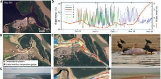 Озера Амазонки перетворюються на смертельні пастки, оскільки хвиля безпрецедентної спеки вбиває тисячі водних тварин
