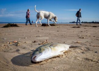 Смертоносні водорості в Південній Австралії сигналізують про потенційну глобальну загрозу