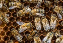 Воздействие химикатов для защиты растений нарушает поведение пчел и рыб, вызывая опасения за экосистемы