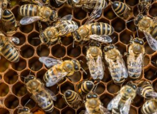 Воздействие химикатов для защиты растений нарушает поведение пчел и рыб, вызывая опасения за экосистемы