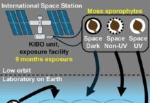 Moss Spores Demonstrate Exceptional Resilience in Long-Term Space Exposure