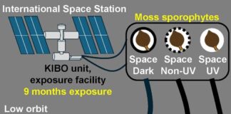 Esporos de musgo demonstram resiliência excepcional em exposição espacial de longo prazo