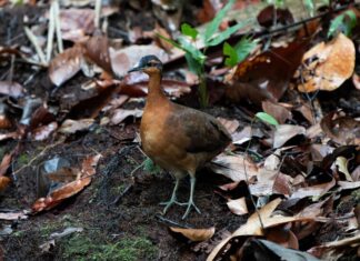 Новий вид птахів знаходиться на межі зникнення, повторюючи долю дронта