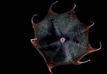 Геном вампірського кальмара розкриває стародавні секрети головоногих