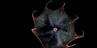 Геном вампірського кальмара розкриває стародавні секрети головоногих