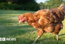 Революційні реформи захисту тварин, запропоновані для Англії