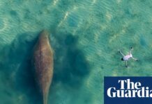 Таїландські дюгоні під загрозою зникнення: тиха криза в прибережних водах