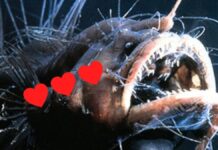 Тваринне кохання: Дивні шлюбні ритуали за межами Дня святого Валентина