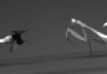 Самки Богомолов Бьют Сильнее Самцов: Новое Исследование Раскрывает Разницу в Мощи