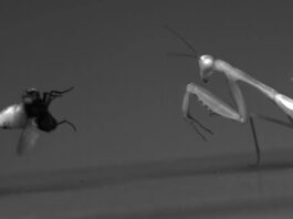 Самки гігантських тропічних лісових богомолів стають сильнішими за самців