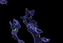 Микропластик Нарушает Функцию Иммунных Клеток, Вызывая Опасения для Здоровья