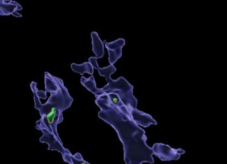 Los microplásticos perjudican la función de las células inmunitarias, lo que genera preocupaciones de salud