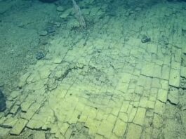 «Дорога з жовтої цеглини» у безодні: геологічна сенсація в глибинах Тихого океану