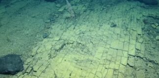 De “Yellow Brick Road” van de diepte: een geologische verrassing onder de Stille Oceaan