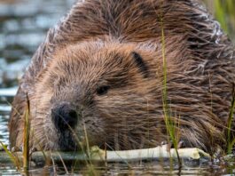 Інженери природи: як створені людиною «греблі бобрів» відновлюють екосистеми, що вмирають.
