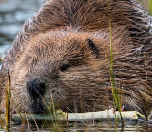 Інженери природи: як створені людиною «греблі бобрів» відновлюють екосистеми, що вмирають.