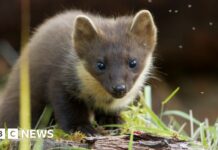 Успіх програми реінтродукції куниці на південному заході Англії